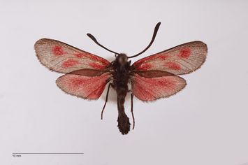 Vorschaubild Zygaena nevadensis falleriana ab. confluens Reiss, 1936